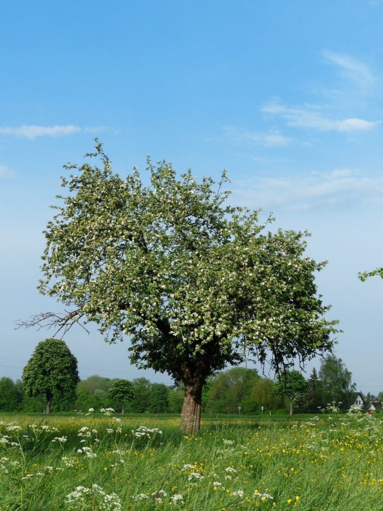 Apple tree